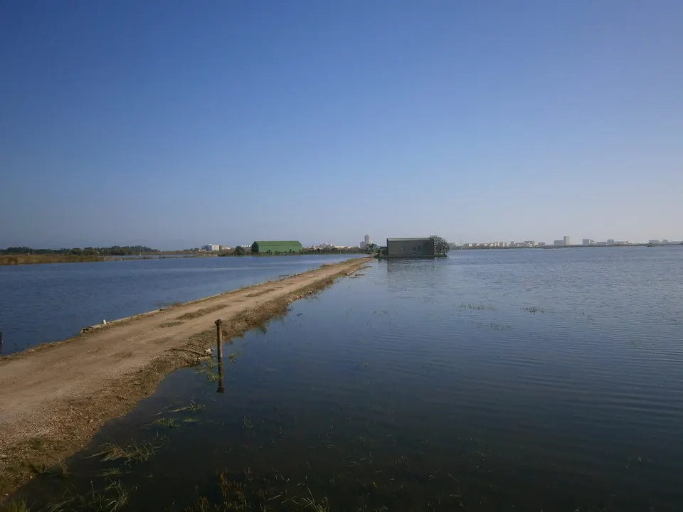 Arrozal inundado de L'Albufera desde El Palmar